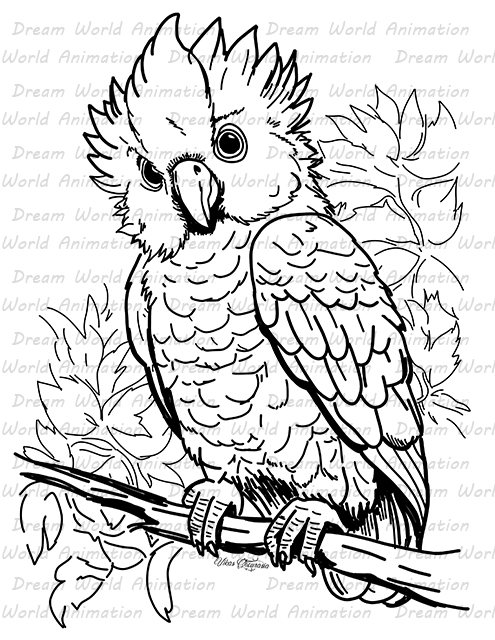 Owl 1010048