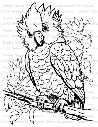 Owl 1010048